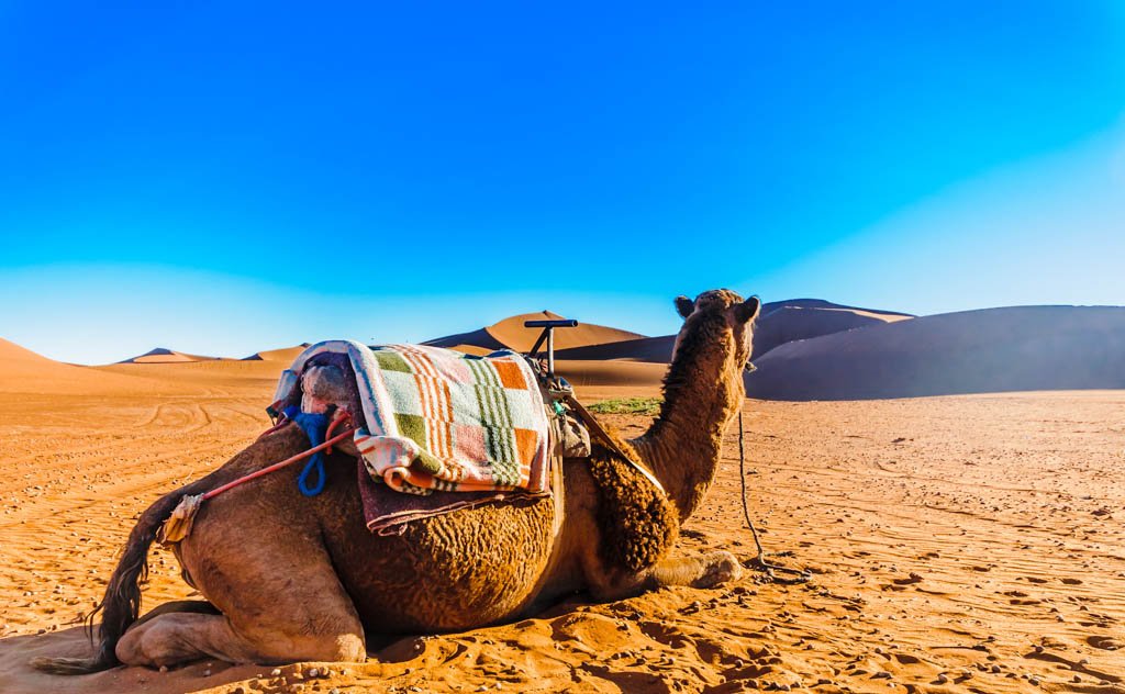 Camel Trekking in Morocco a Journey Through The Desert