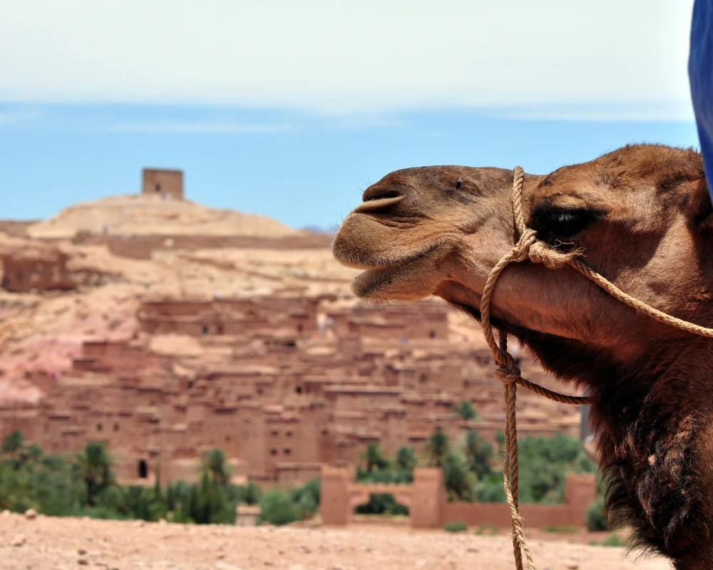 Camel Trekking in Morocco a Journey Through The Desert