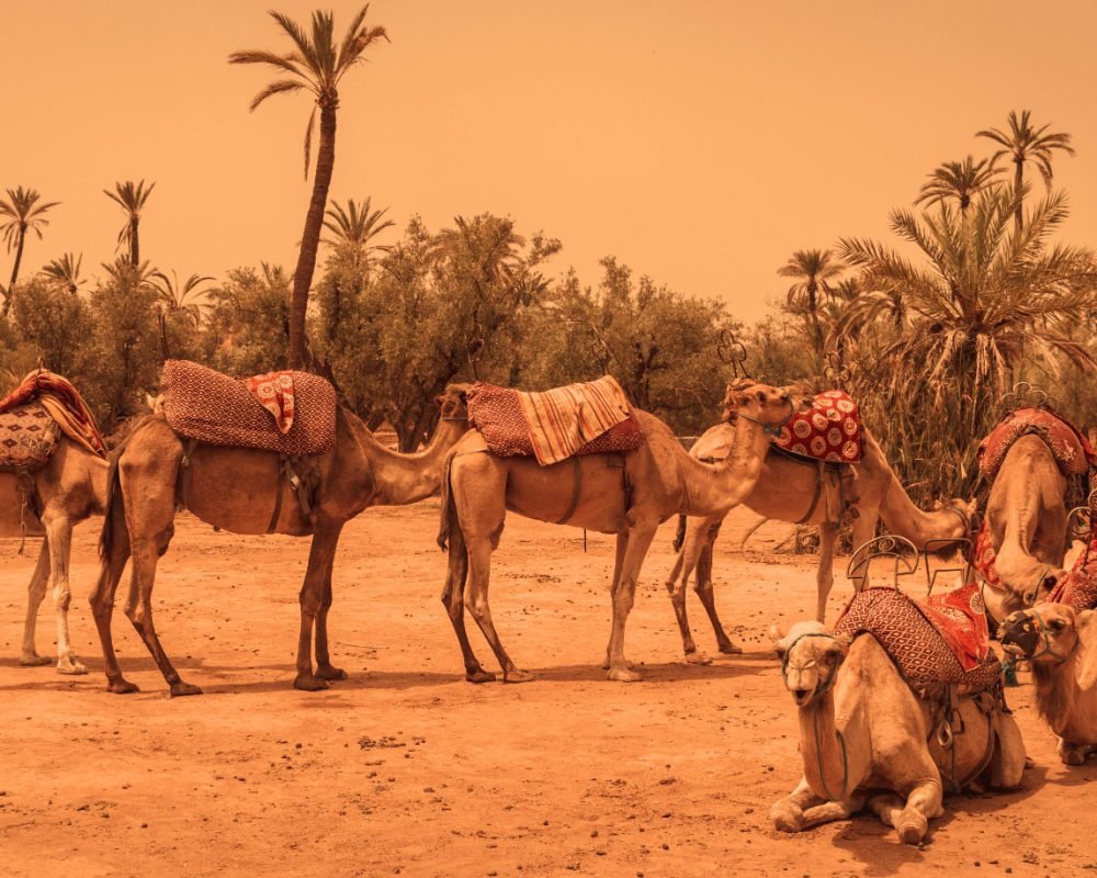 camel-ride-in-Marrakech