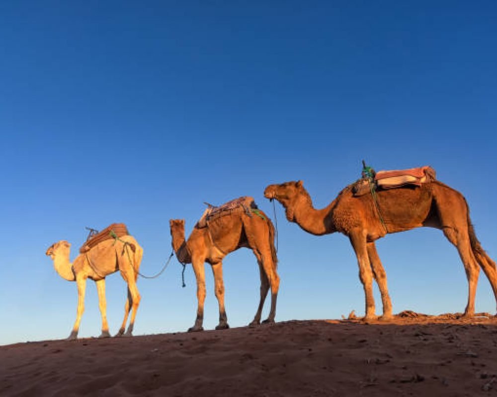 Morocco Desert Information